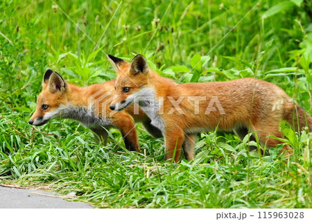 幼いキツネの子供 115963028