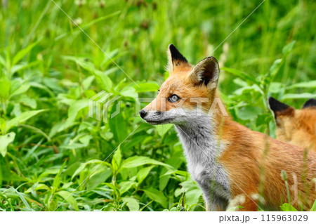 幼いキツネの子供 115963029