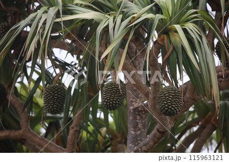 風に揺れるタコノキの実 風に揺れるタコノキの実 115963121