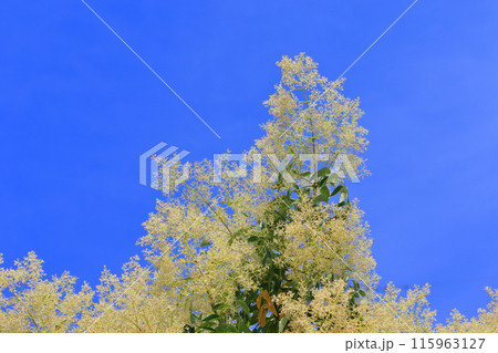 満開のシマトネリコの花 満開のシマトネリコの花 115963127