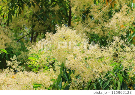 満開のシマトネリコの花 満開のシマトネリコの花 115963128