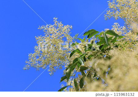 満開のシマトネリコの花 満開のシマトネリコの花 115963132