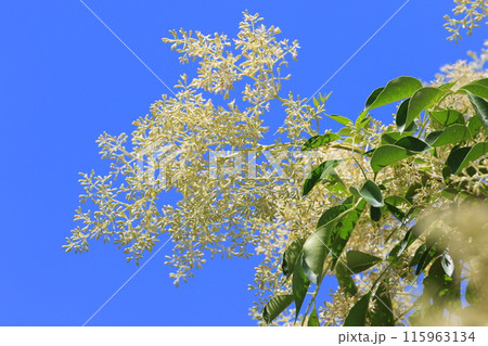 満開のシマトネリコの花 115963134