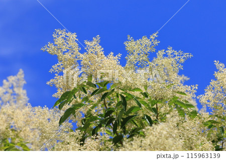 満開のシマトネリコの花 115963139