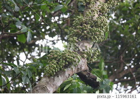 ギランイヌビワ ギランイヌビワ 115963161