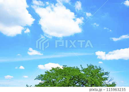 初夏の雲と木立 115963235