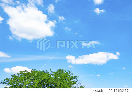初夏の雲と木立 初夏の雲と木立 115963237