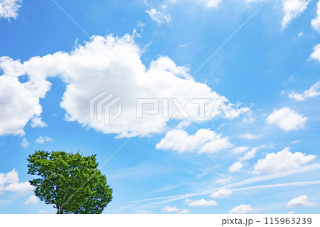 初夏の雲と木立 115963239