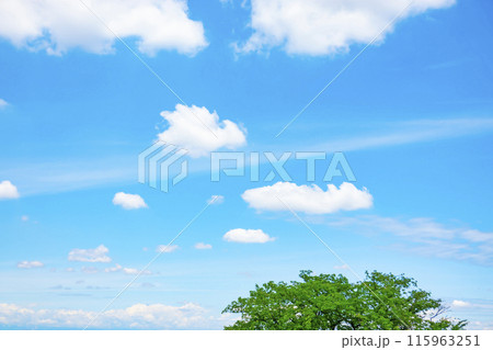 初夏の雲と木立 115963251