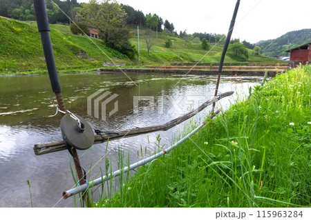 240506瓜巣z081 240506瓜巣z081 115963284