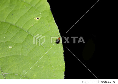 ホタルハムシ 115963319