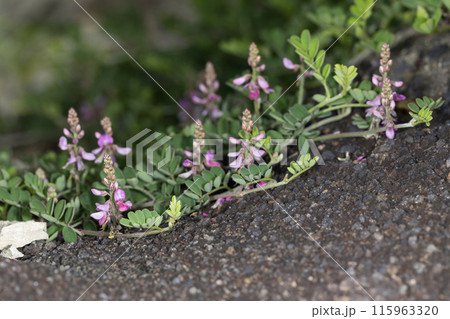 コマツナギ 115963320