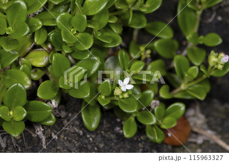 ソナレムグラ 115963327