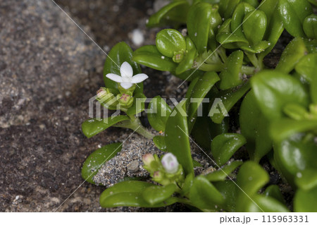 ソナレムグラ 115963331