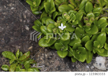 ソナレムグラ 115963333