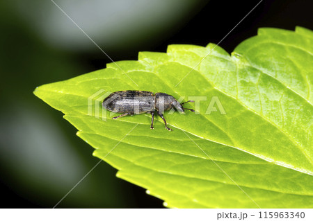ツツゾウムシ 115963340
