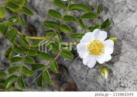 テリハノイバラ 115963345