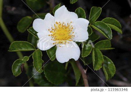 テリハノイバラ 115963346