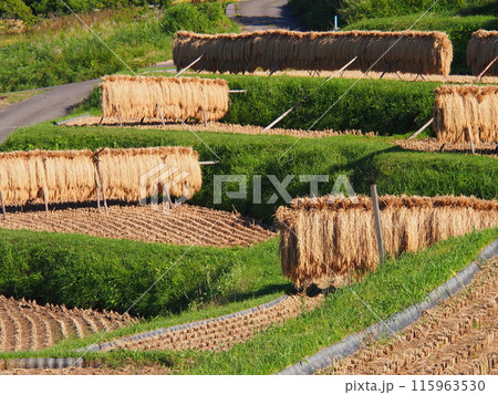 秋の姨捨の棚田 秋の姨捨の棚田 115963530
