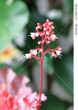 壺珊瑚（ツボサンゴ） or  ヒューケラの花 115963580