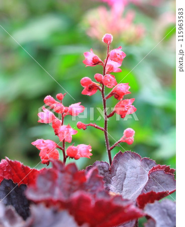 壺珊瑚(ツボサンゴ) or ヒューケラの花 壺珊瑚(ツボサンゴ) or ヒューケラの花 115963583