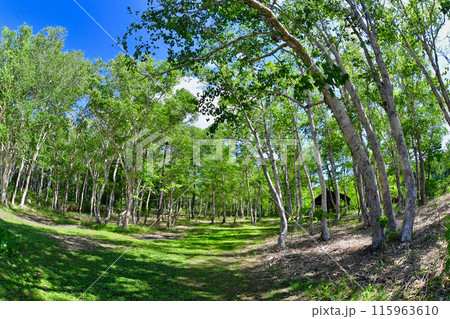 ダケカンバと青空 115963610
