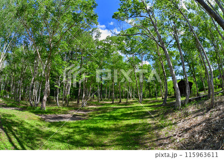 ダケカンバと青空 115963611