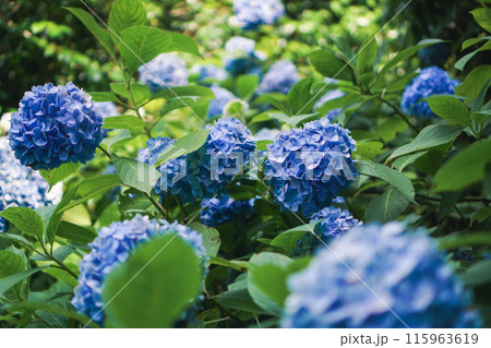 青い紫陽花 115963619