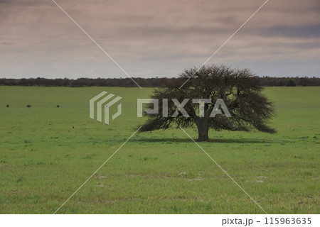 Calden forest landscape, La Pampa province, Patagonia, Argentina. 115963635