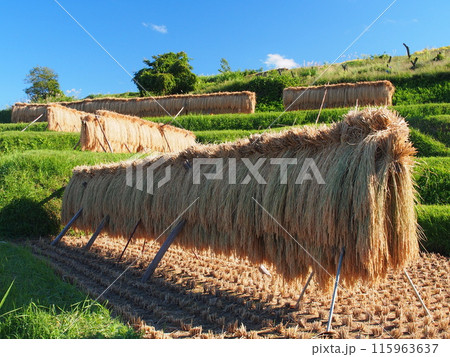 秋の姨捨の棚田 秋の姨捨の棚田 115963637