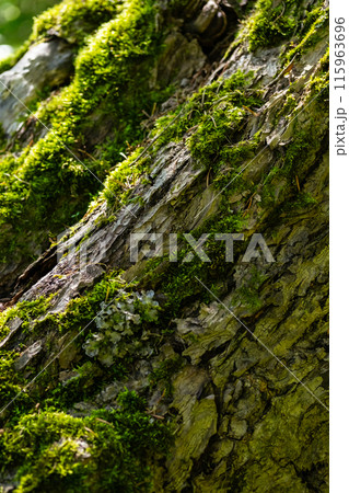 Moss growing on the old tree trunk. 115963696