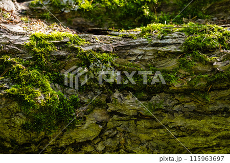 Moss growing on the old tree trunk. Moss growing on the old tree trunk. 115963697