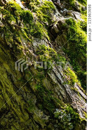 Moss growing on the old tree trunk. Moss growing on the old tree trunk. 115963698