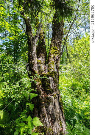 Beautiful old mossy tree in the woods. Beautiful old mossy tree in the woods. 115963700