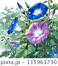 アサガオ 115963730
