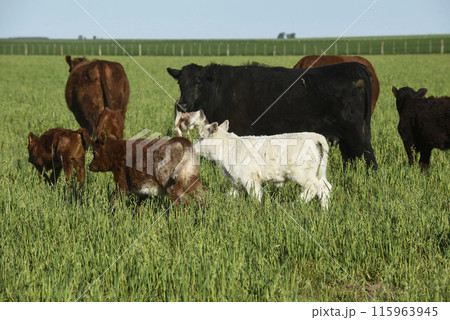 White Shorthorn calf , in Argentine countryside, La Pampa province, Patagonia, Argentina. 115963945