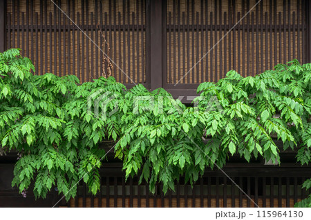 240514さんまちz030 240514さんまちz030 115964130