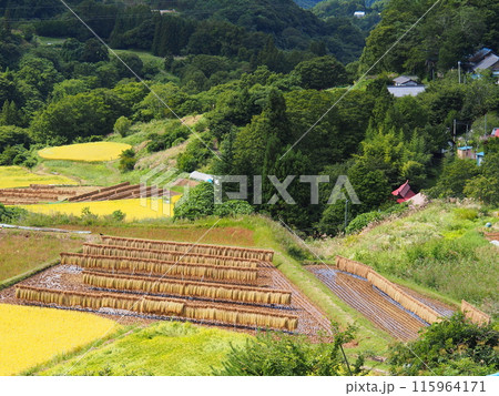 秋の長野市大岡の棚田 秋の長野市大岡の棚田 115964171