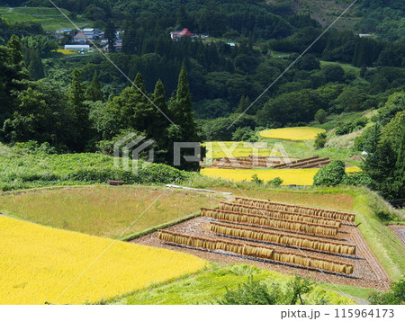 秋の長野市大岡の棚田 115964173