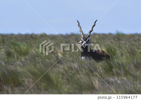 Male Blackbuck Antelope in Pampas plain environment, La Pampa province, Argentina Male Blackbuck Antelope in Pampas plain environment, La Pampa province, Argentina 115964177