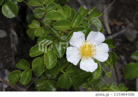 テリハノイバラ 115964306