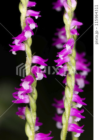 ネジバナ 115964311