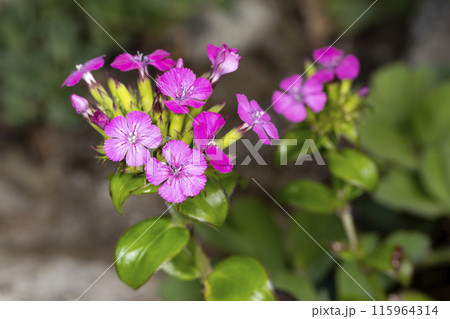 ハマナデシコ 115964314