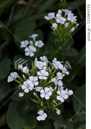 ハマナデシコ ハマナデシコ 115964318