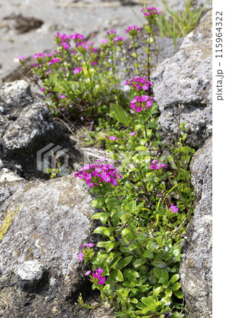 ハマナデシコ 115964322