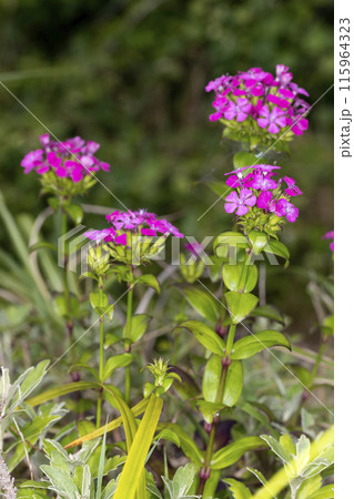 ハマナデシコ 115964323