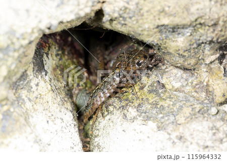 フナムシ 115964332