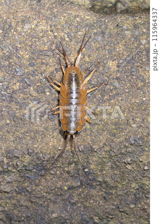 フナムシ 115964337