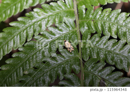 マルハキバガ科の蛾 マルハキバガ科の蛾 115964348