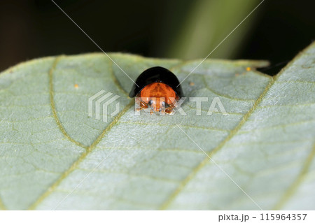 ムネアカオオクロテントウ 115964357